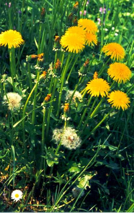  Image name: dente di leone2.jpg 
 width: 445 pixel 
 height: 710 pixel 
 Size: 52256 bytes 
 Click to enlarge 